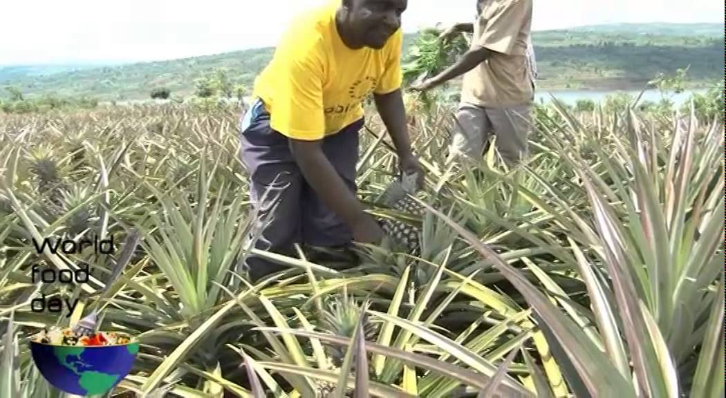 GUTEGURA UMUNSI MPUZAMAHANGA W'IBIRIBWA KU ISI Ubuhinzi mu Rwanda-Rwanda agriculture
