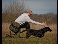 Picking up with Dave Ross and Ravenshall Gundogs on a  driven pheasant shoot