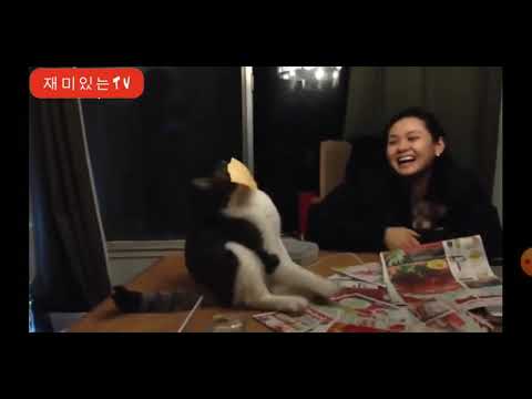 Videó: Beltéri élet A Macskák Szabadtéri életével Szemben