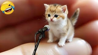 видео: Постарайся Не Засмеяться 😅 Лучшие Смешные Собаки и Кошки 😹🐶 Часть 4 картинка: Постарайся Не Засмеяться 😅 Лучшие Смешные Собаки и Кошки 😹🐶 Часть 4