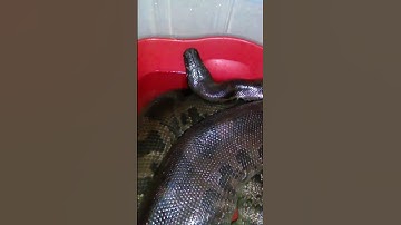 Sumatran shorttail python possibly gravid(blackblood)