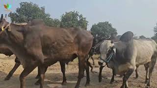The Joy of Happy Cows: How Compassionate Care Makes a Difference