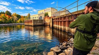 I Put a LIVE Sucker Under a Dam for GIANT Musky! (Mixed Results)