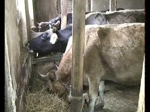 მსხვილფეხა საქონლის პასპორტიზაციის მნიშვნელობა და შედეგი