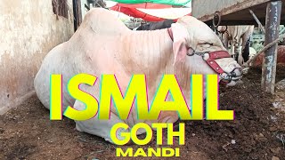 Ismail goth mandi ka rate update / Bhains colony mandi/malir Mandi/shorab goth mandi 25-05-2024