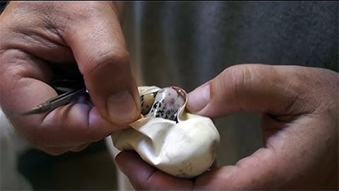 Reptile Ventures Ep. 11 -  Pastel/Clown Ball Python