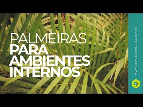 Palmeiras para ambientes internos