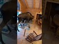 Moose busts into grandmas house #bodycam #moose #funny