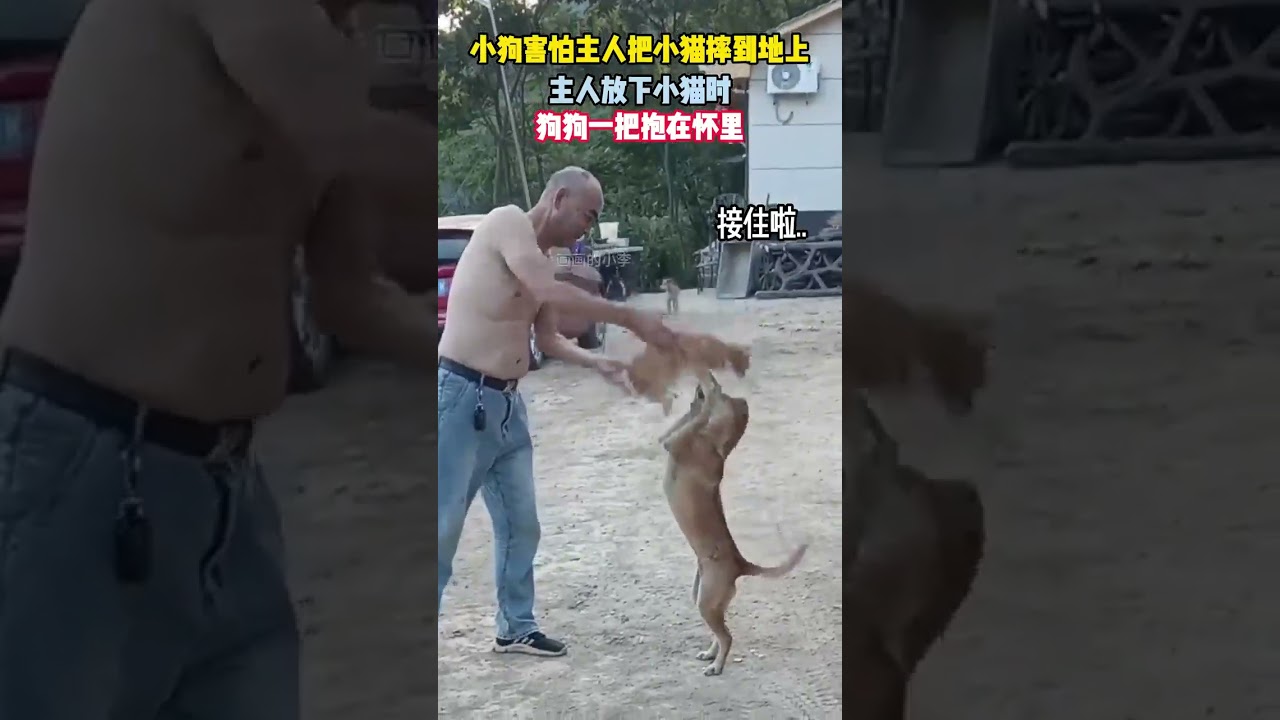 主人把小貓從高處扔下 被下邊貼心的狗狗牢牢接住 畫面定格的這一刻太治癒了! #畫 #畫畫 #畫一個故事