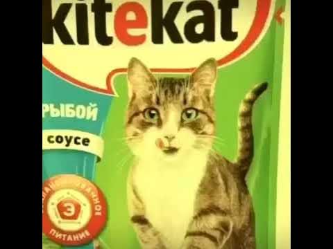 Кити кет - YouTube
