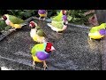 Stunning gouldian finches mating dance