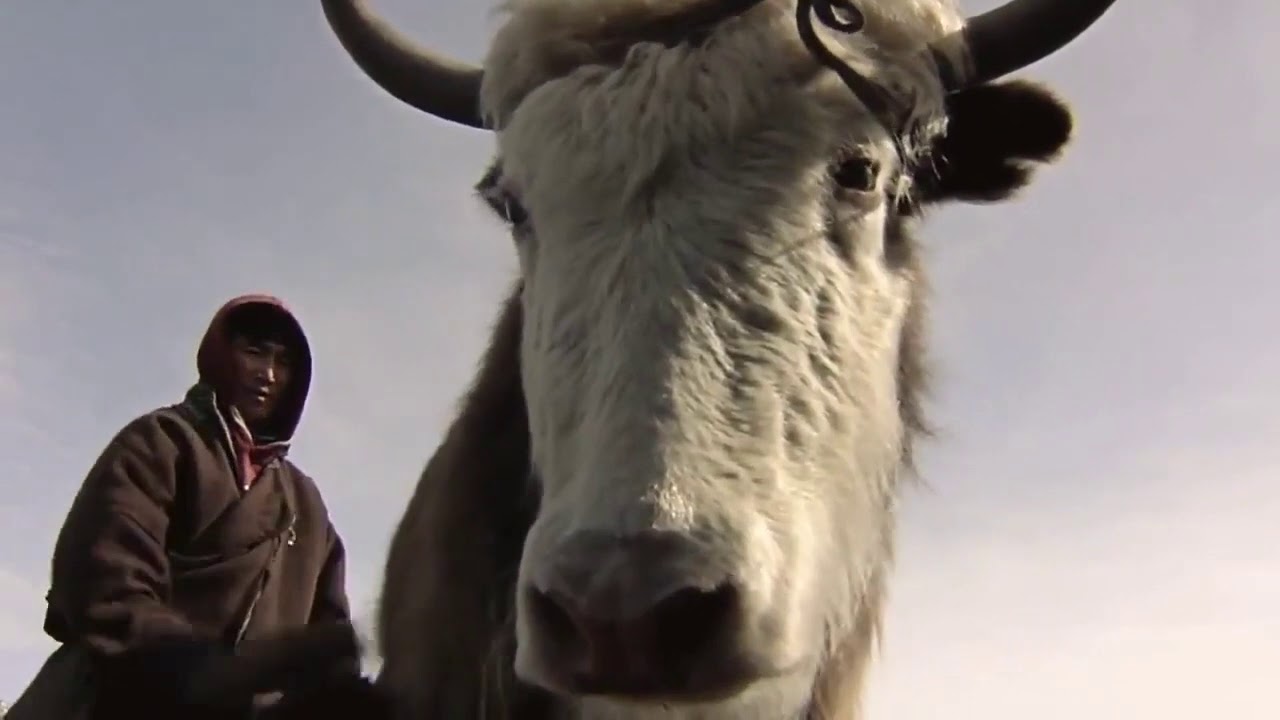 Yak wool - your doorway to guilt-free fashion