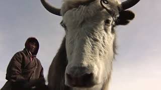 Yak wool - your doorway to guilt-free fashion screenshot 4