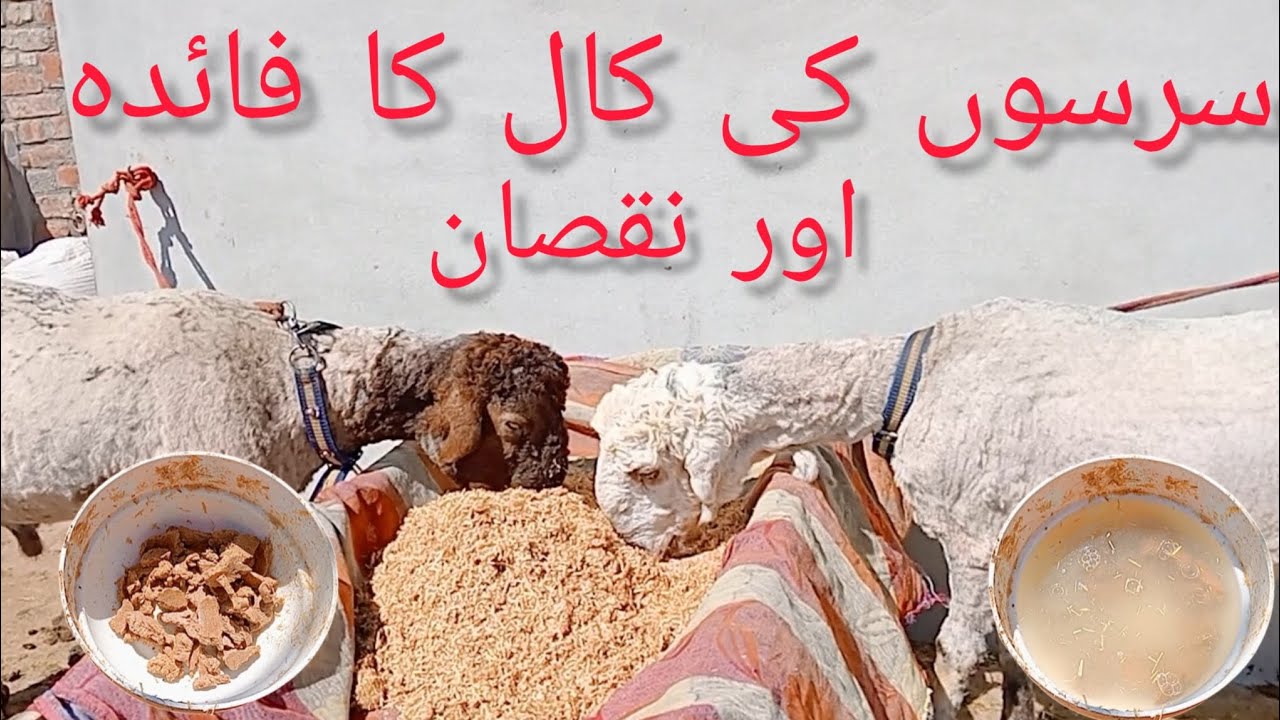 سر سوں کی کھال کا فائدہ اور نقصان pigeon animal house