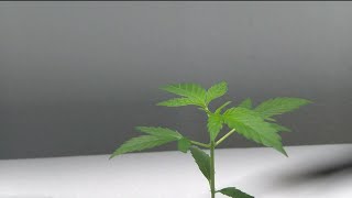 Virginia dispensaries preparing to take a hit on sales as new law goes into effect