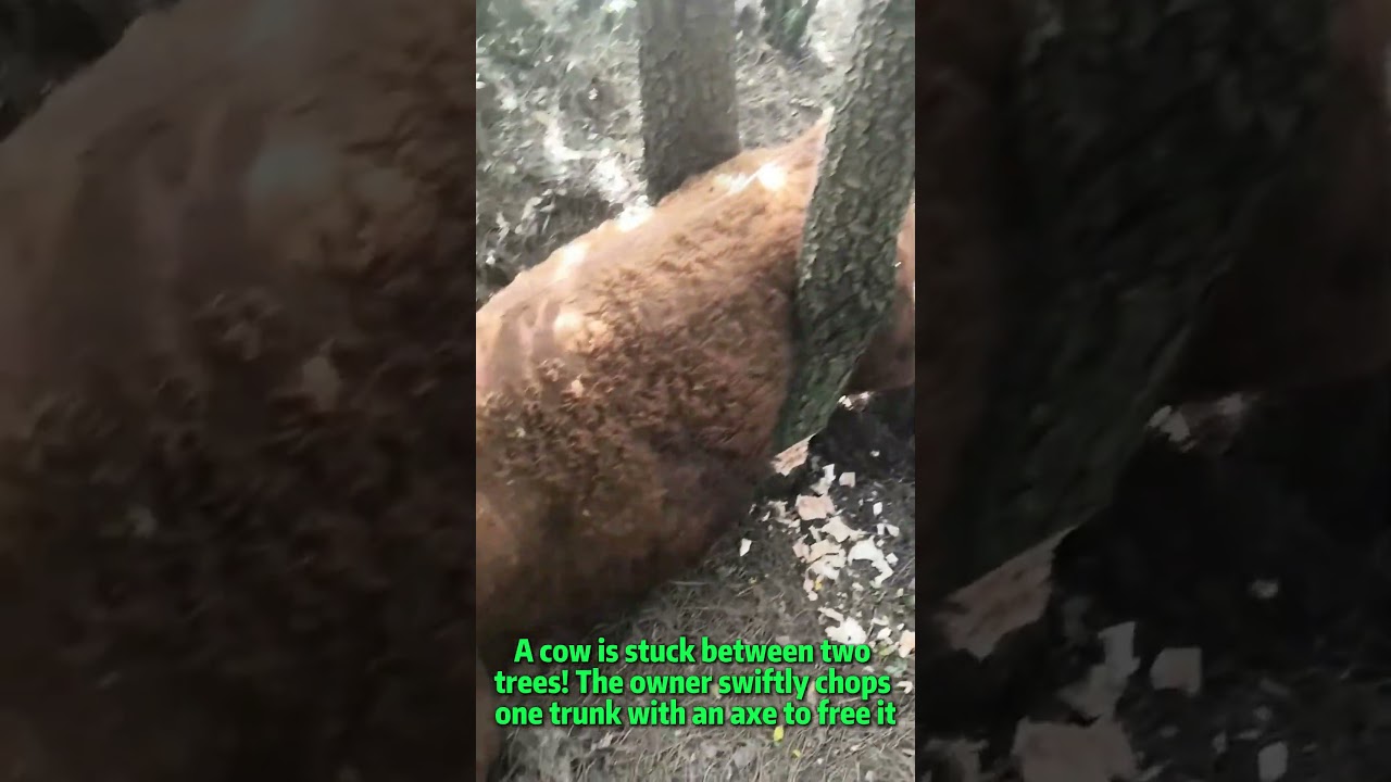 Farmer Saves Cow Trapped Between Trees with Axe | Animal Rescue, Farm Emergency + Tree Cutting
