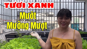 Trồng Cải Ngồng Trên Sân Thượng | cách trồng rau sạch tại nhà | Hà Anh Family