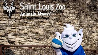 Billiken Spirit at the Saint Louis Zoo