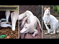 Les 8 Plus Beaux Animaux Blancs Du Monde