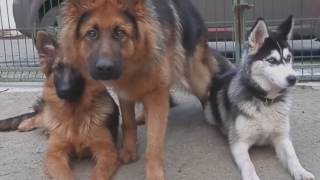 КТО УМНЕЕ 2.Which dog is smarter? ХАСКИ И НЕМЕЦКИЕ ОВЧАРКИ.Training Odessa. КТО УМНЕЕ 2.Which dog is smarter? ХАСКИ И НЕМЕЦКИЕ ОВЧАРКИ.Training Odessa.