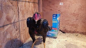 Lam saib kuv tus lau 8x qaib tus me nyuam ua si laug sij hawm os cov phooj ywg.