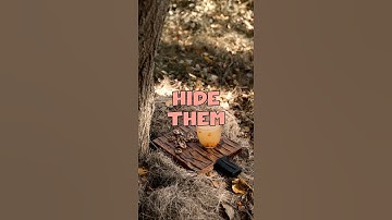 🥜 The Secret Life of Squirrels: Buried Treasures and Forest Regeneration