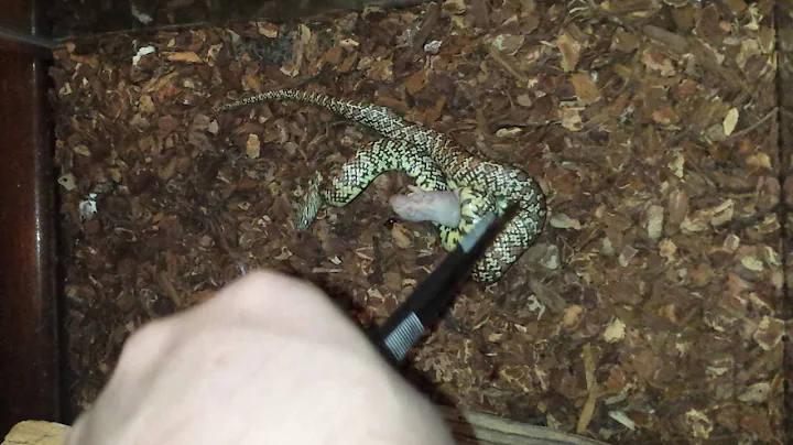 Feeding Reina