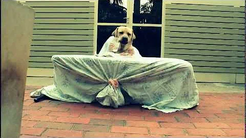 One Dog Dinning Take two..avi