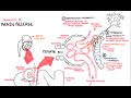 Mechanisms of Renin Release