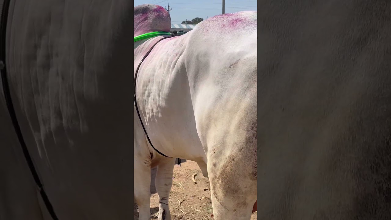 nellore bull in punganur market