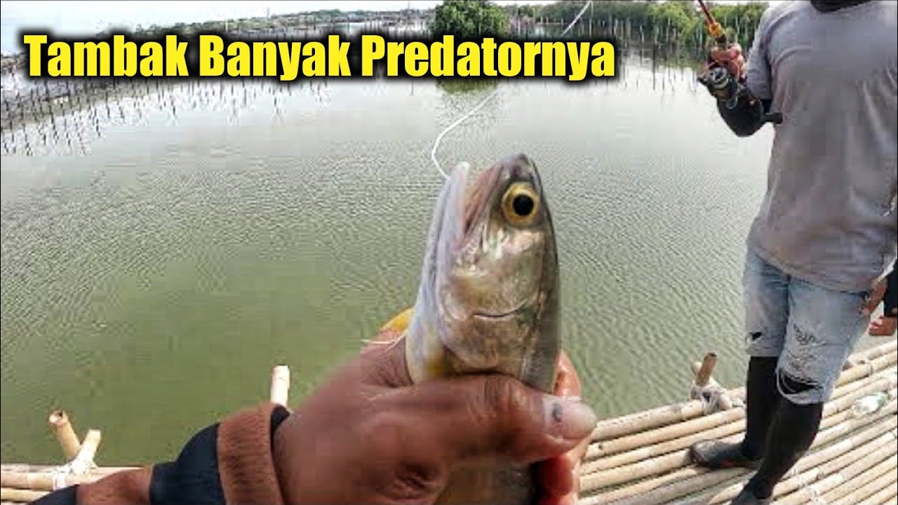 Full Predator di tambak pak Sugeng || mancing semarang