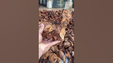 Củ khúc khắc. Chữa viêm da khớp 0963256138