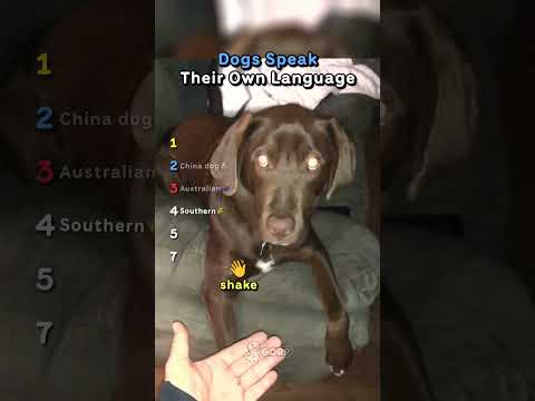 Ranking Dogs Speak Their Own Language