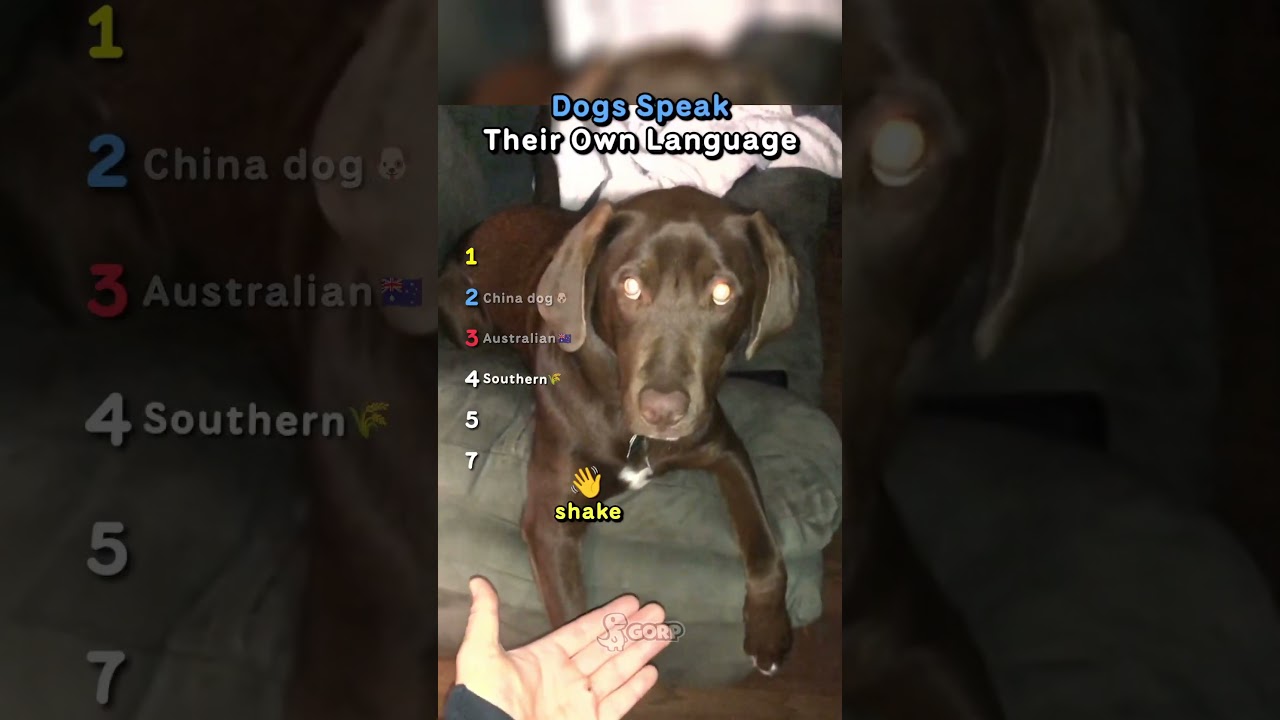 Ranking Dogs Speak Their Own Language