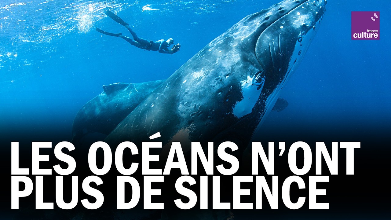 LA vie sous-marine BOULEVERSÉE par les BRUITS HUMAINS