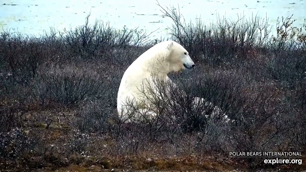 Белый медведь. Национальный парк Вапуск (Канада) - A polar bear. Wapusk National Park (Canada)