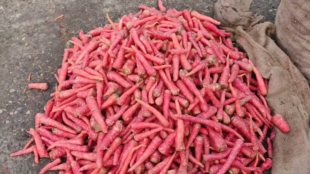 “Wholesale Sabji Mandi: How to Source Fresh Produce Like a Pro!”