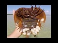 This is how a horseshoe crab swims...