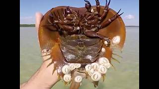 This is how a horseshoe crab swims...