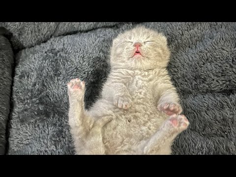 British shorthair usia 7hari || Baby froryn @diarynina1622