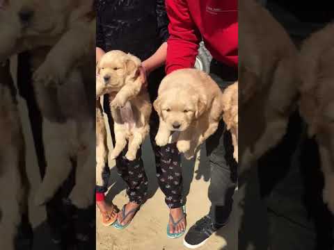 Golden Retriever Male and Female Good Quality and 100% Pure Puppy Sale Dogshub India 9950330009 sheppard software