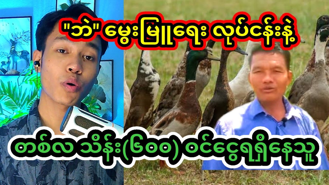 "ဘဲ ‌" ‌မွေးမြူရေးလုပ်ငန်းနဲ့ ကြီးပွားချမ်းသာလာသူ