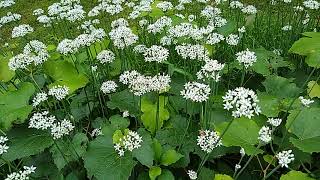 Garlic Chives blossoms are a favorite of the bees!