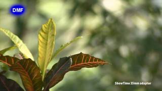 [鳥類紀錄] 八仙山鳥集 Part2 720HD 高畫質編碼 DMF SHOWTIME