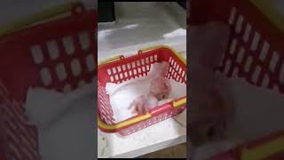 NEW BABY MACAWS incubator hatch #macawsworld #macaw #aviculture #parrot #viralvideo #viral #BNG
