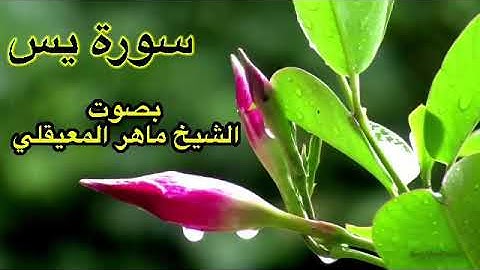 سورة يس كاملة بدون اعلانات بصوت الشيخ ماهر المعيقلي