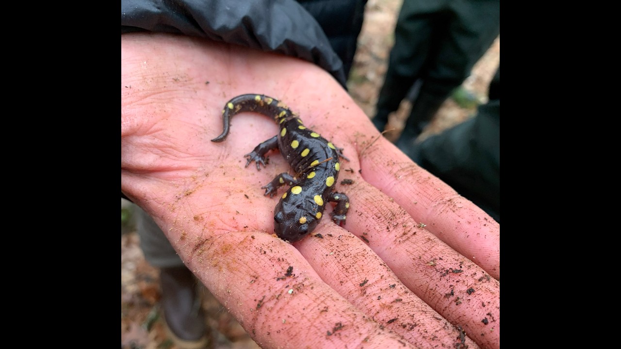 Amphibians of Cape Cod