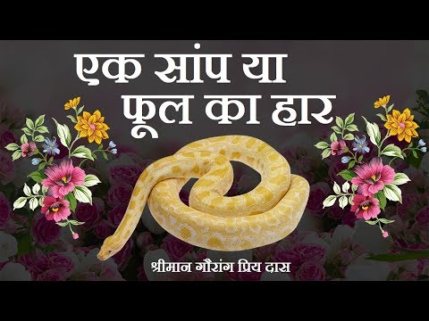 वीडियो: प्रोटिया फूल - अफ्रीकी गुलाब