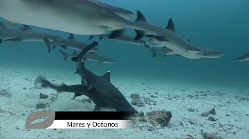 ¿Orinan los tiburones a través de la piel?