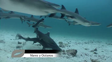 ¿Se quedan embarazados los tiburones blancos?